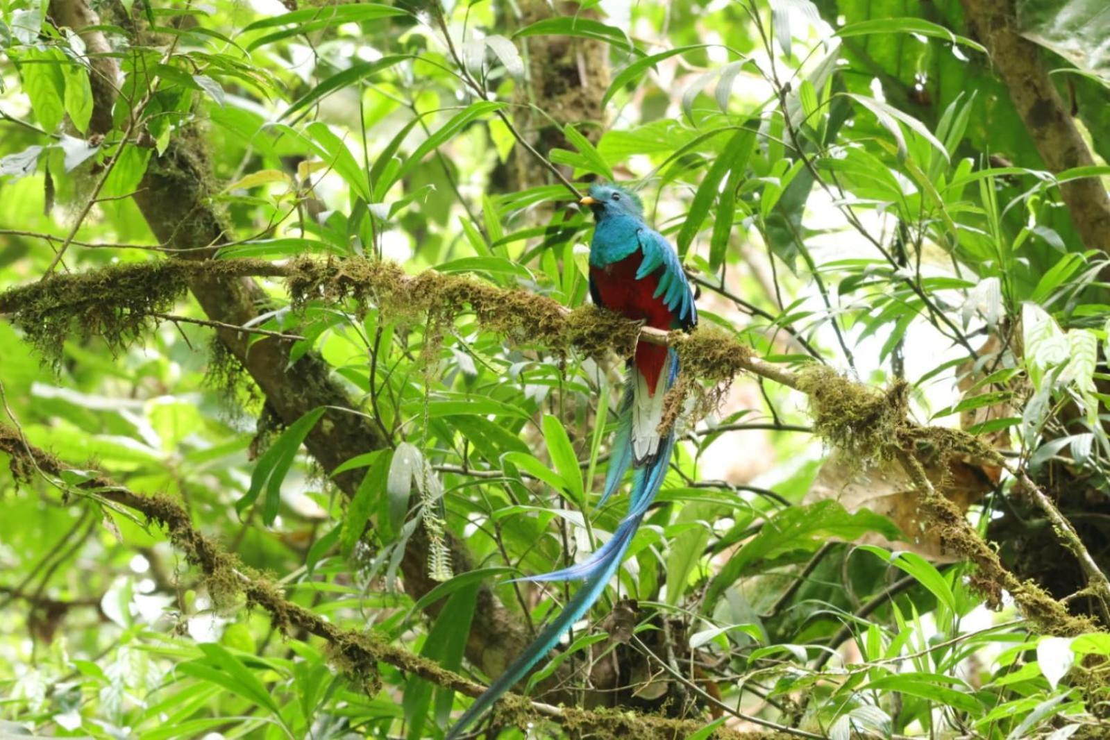 Talamanca Nature Reserve Rivas Ngoại thất bức ảnh