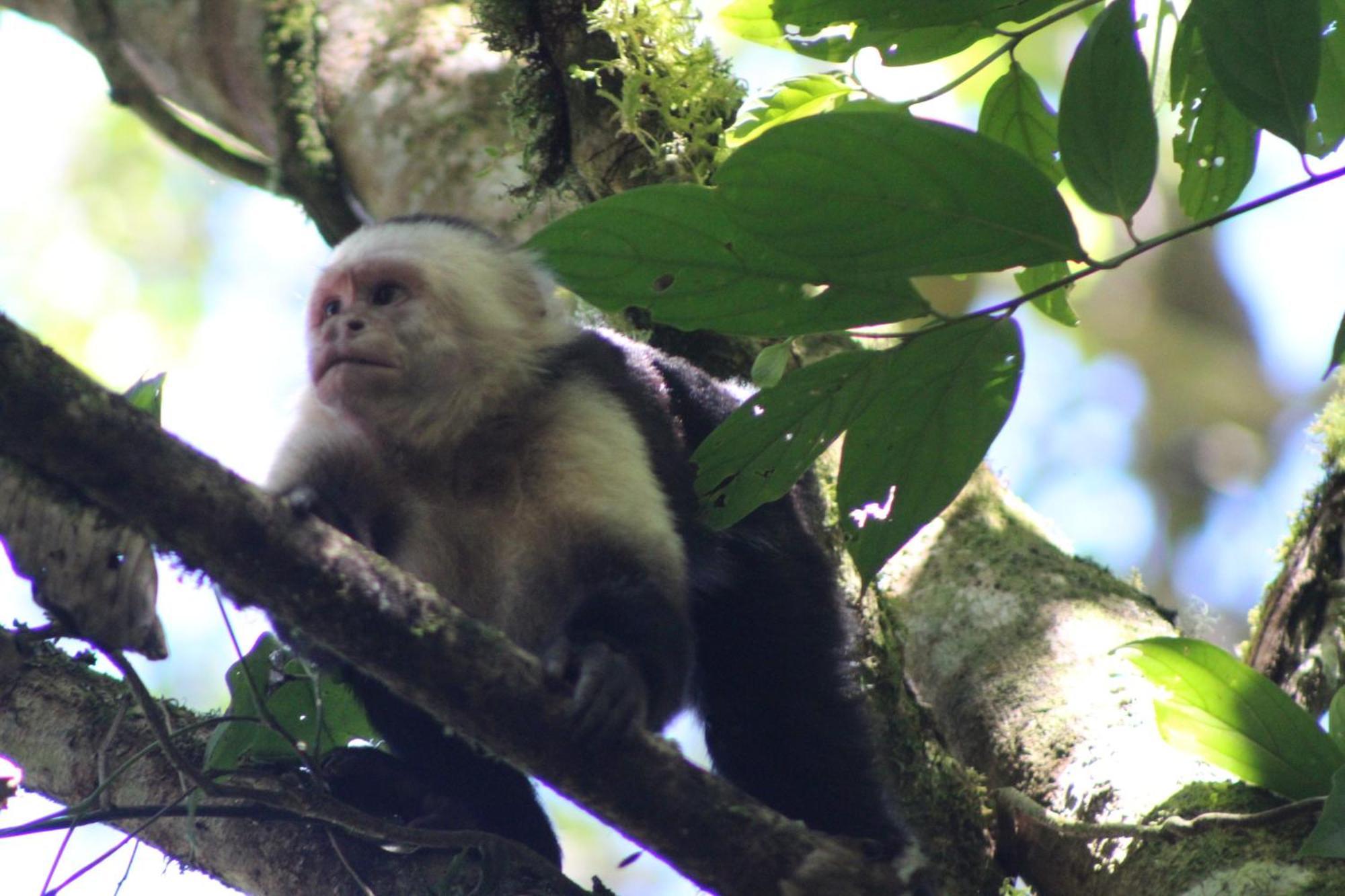 Talamanca Nature Reserve Rivas Ngoại thất bức ảnh