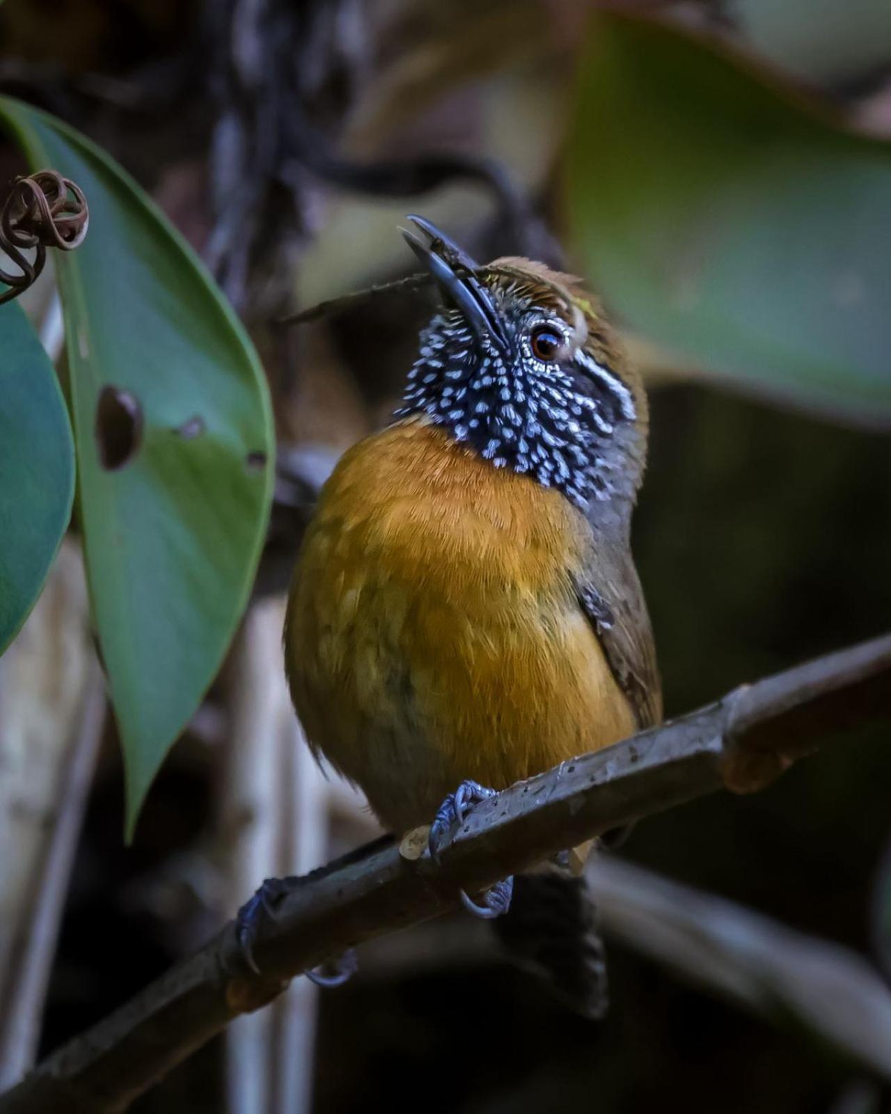 Talamanca Nature Reserve Rivas Ngoại thất bức ảnh