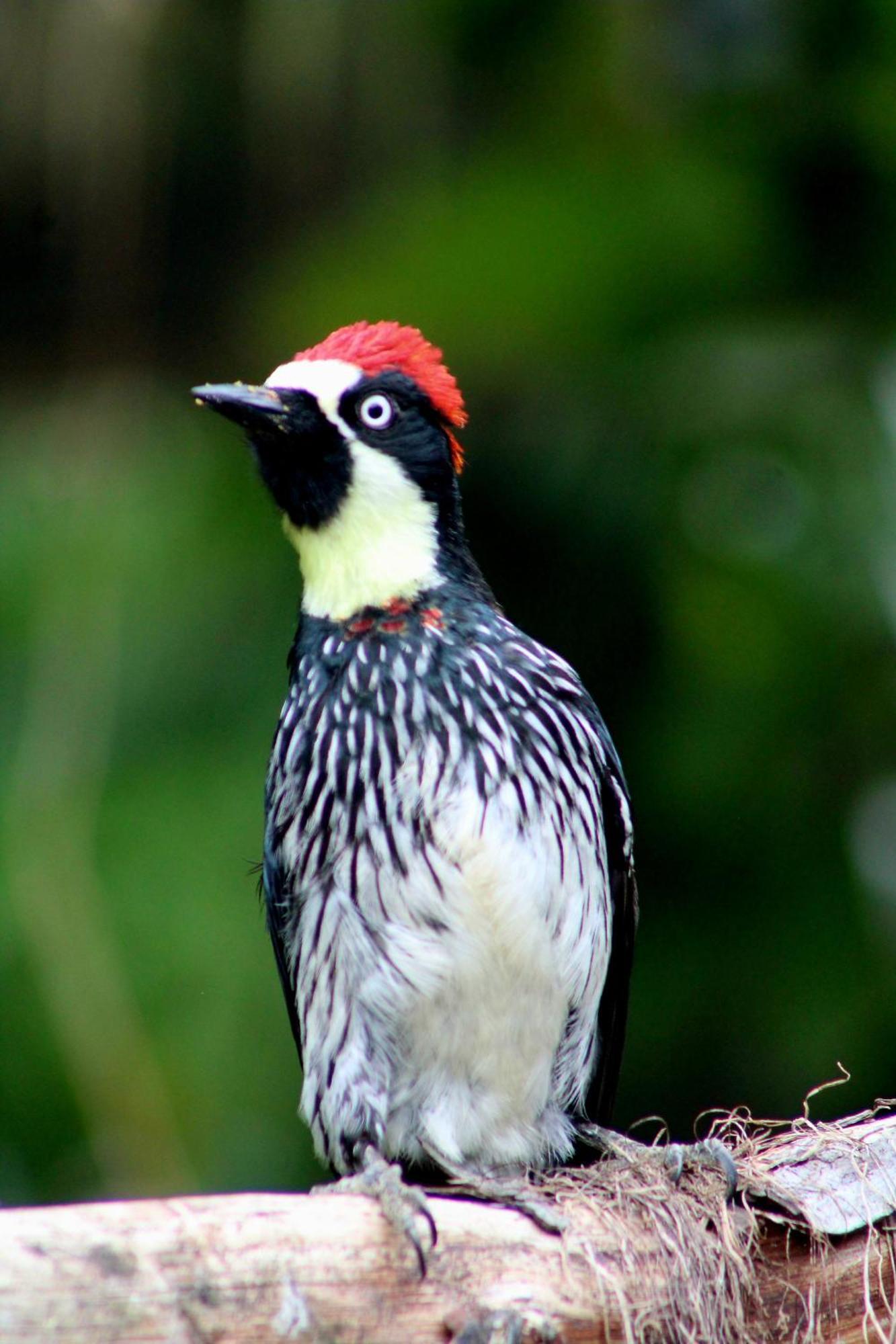 Talamanca Nature Reserve Rivas Ngoại thất bức ảnh