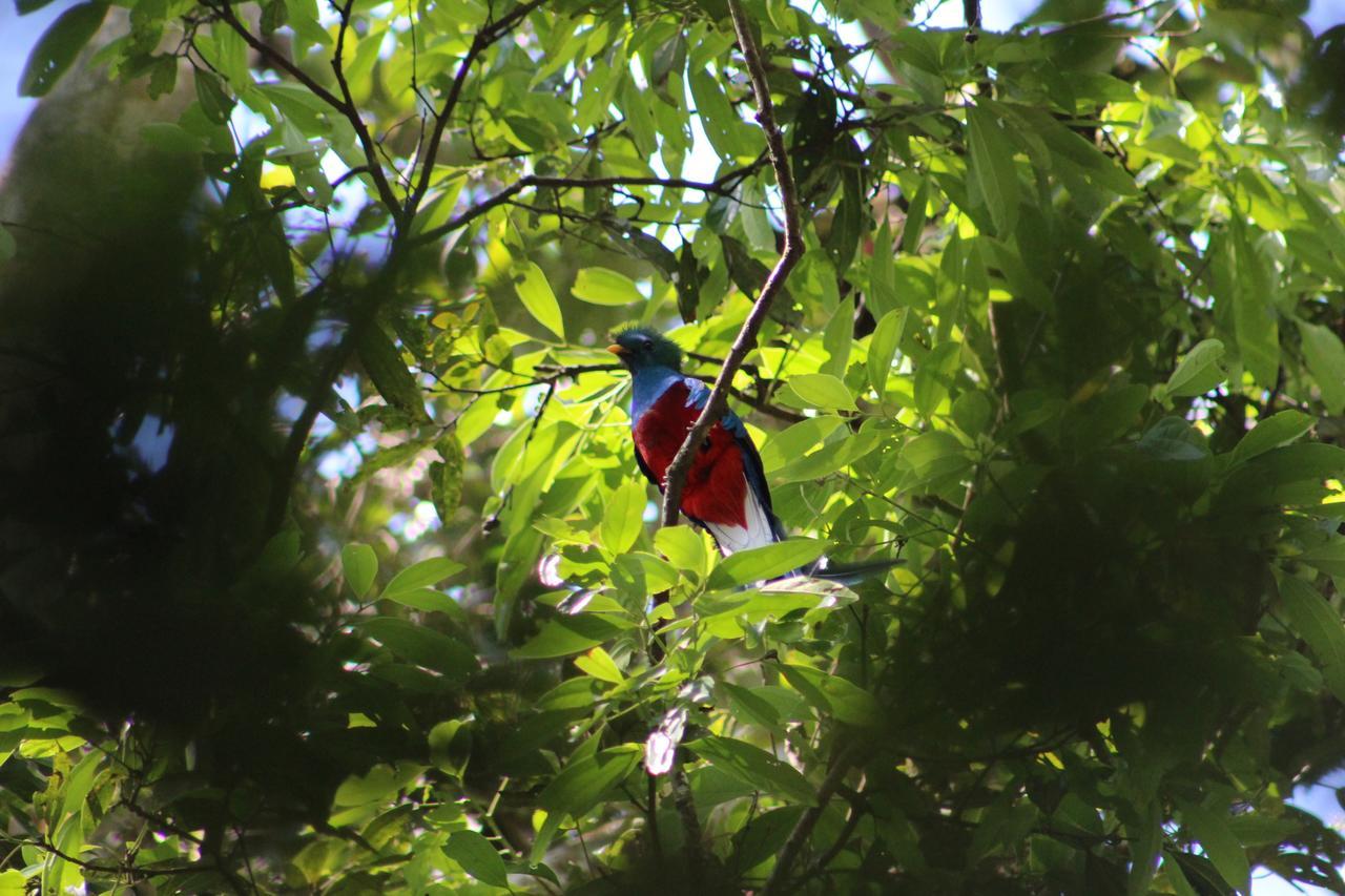 Talamanca Nature Reserve Rivas Ngoại thất bức ảnh