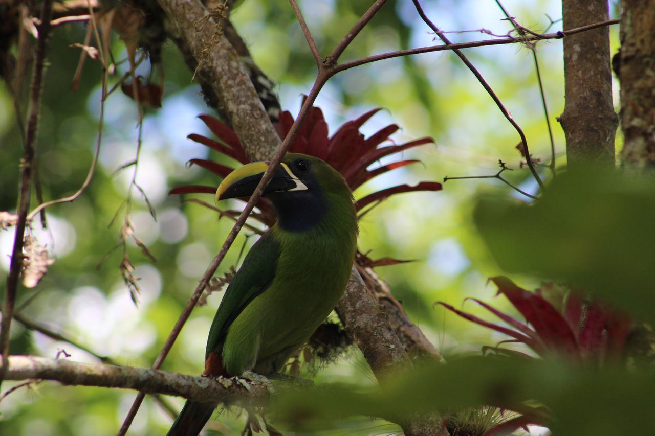 Talamanca Nature Reserve Rivas Ngoại thất bức ảnh
