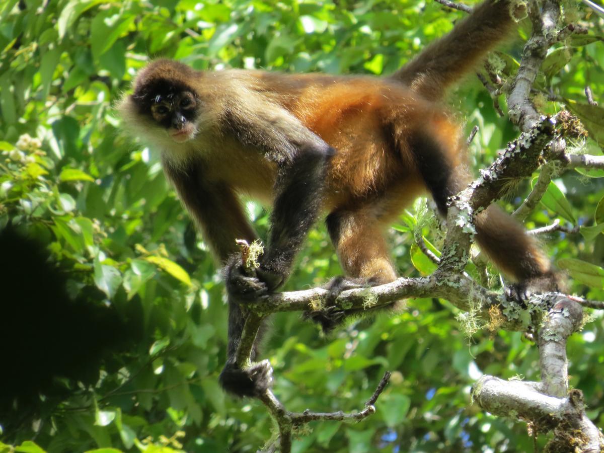 Talamanca Nature Reserve Rivas Ngoại thất bức ảnh