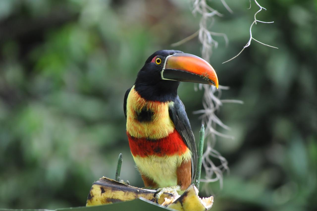 Talamanca Nature Reserve Rivas Ngoại thất bức ảnh